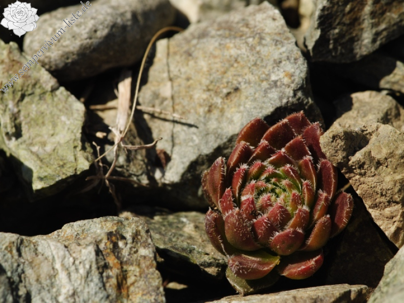 davisii x S. staintonii from Hamamli, 4km SW