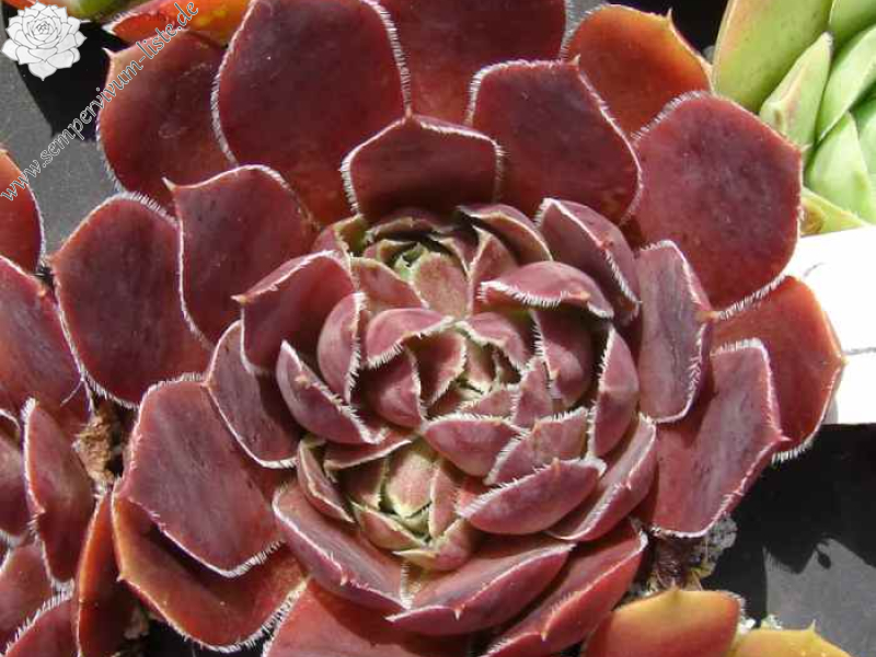 aufgenommen am 1. Juli 2016