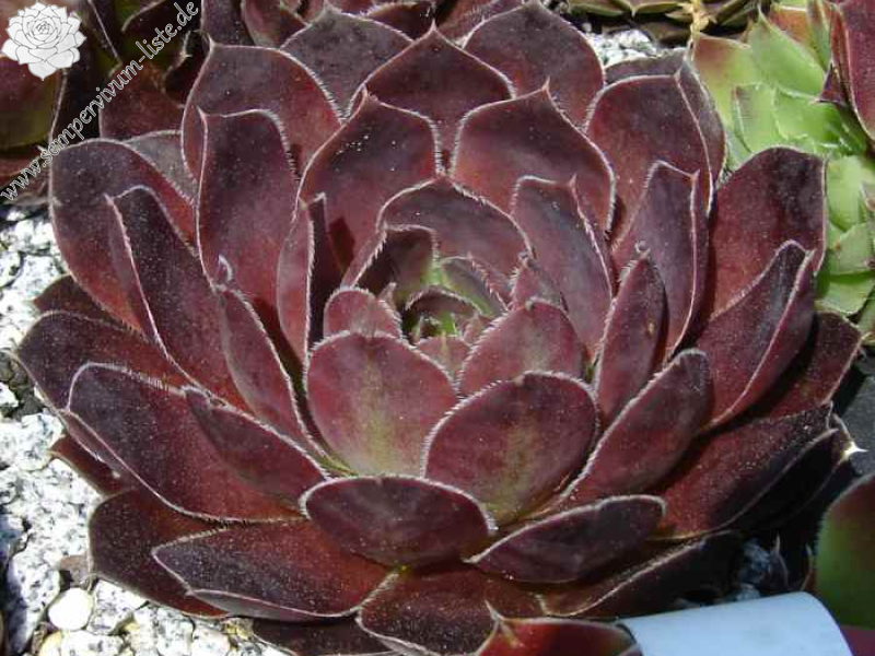 aufgenommen am 8. Juni 2013