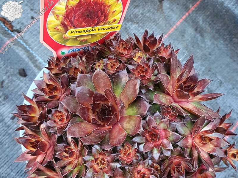 Chick Charms® Pineapple Paradise