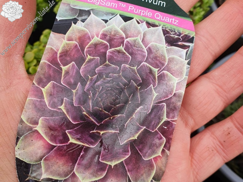 BigSam™ Purple Quartz