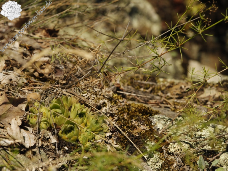 davisii x S. staintonii cf. from Hamamli, SW Rand