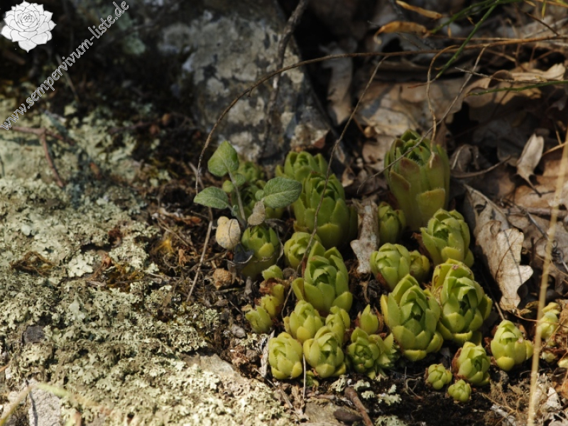 davisii x S. staintonii cf. from Hamamli, SW Rand