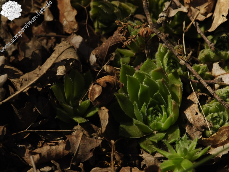 davisii x S. staintonii cf. from Hamamli, SW Rand