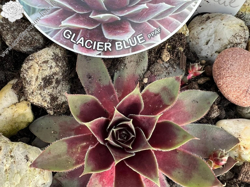 Glacier Blue