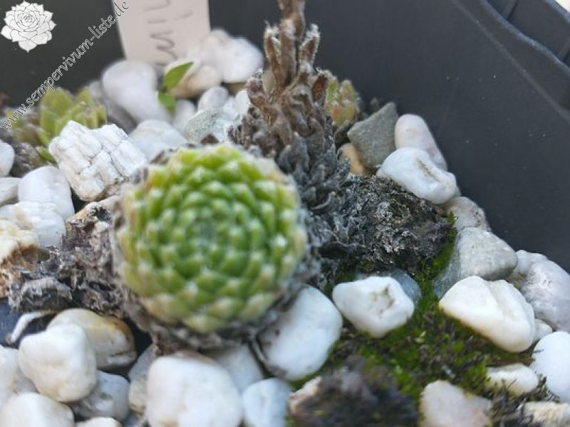 Hieronima