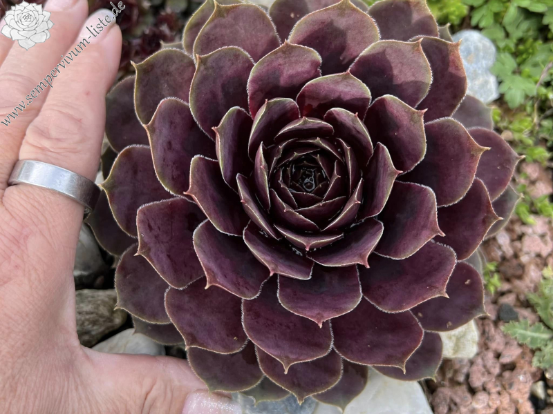 Pink Sapphire