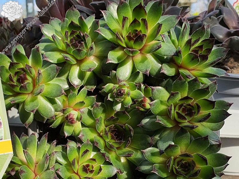 Chick Charms® Appletini™