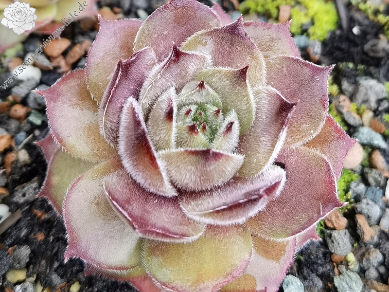 Korspelse Colette Rais