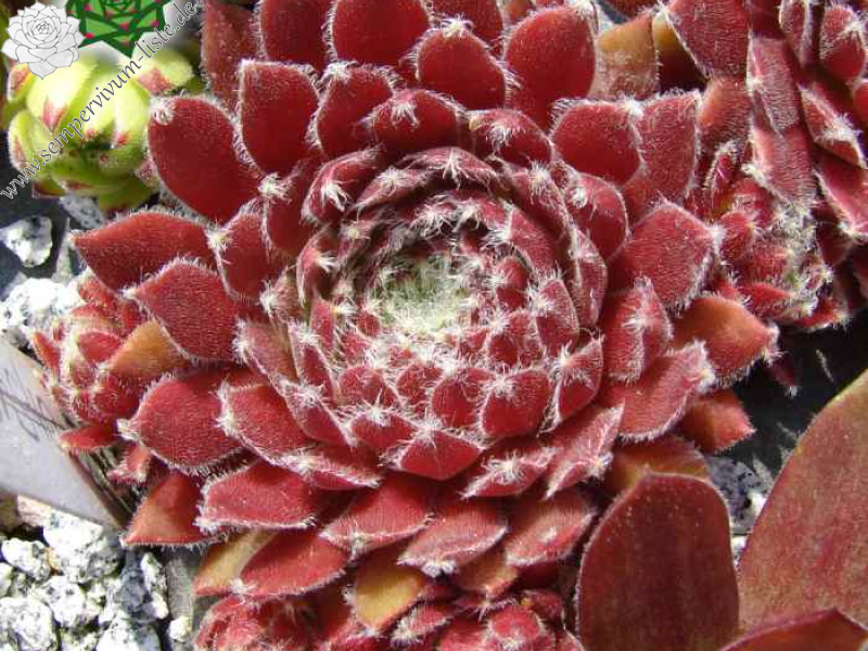 aufgenommen von Erwin Geiger