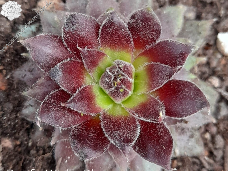 Pacific Wick's Bloom