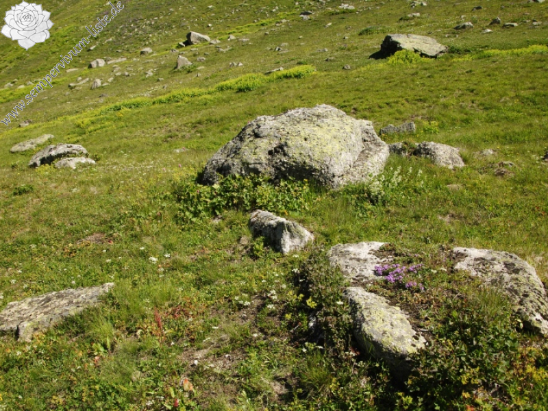 ekimii from Yukari Kavrun, 1km O