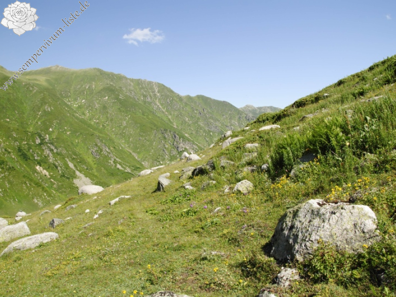 sp. from Yukari Kavrun, 0,4km O