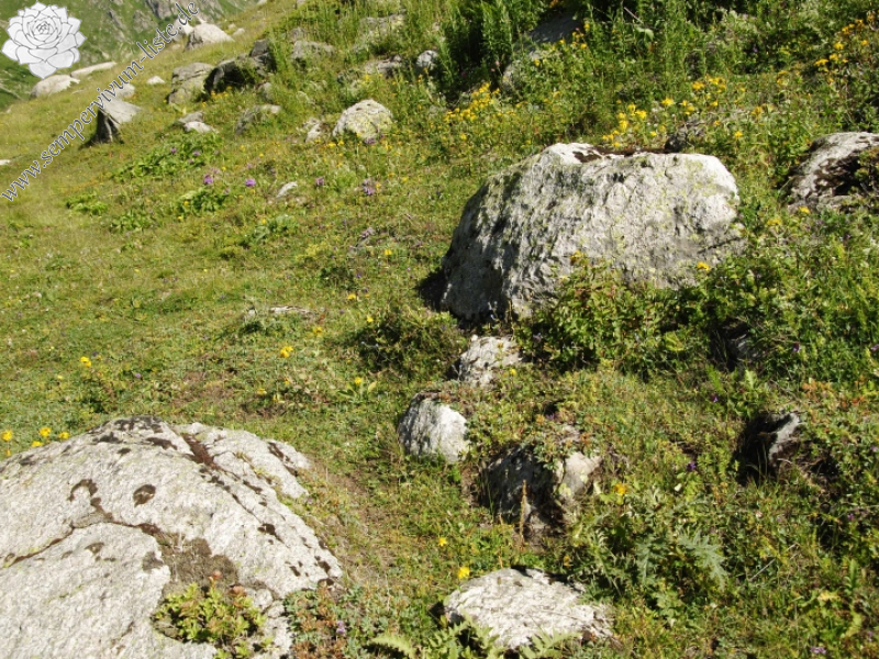 sp. from Yukari Kavrun, 0,4km O