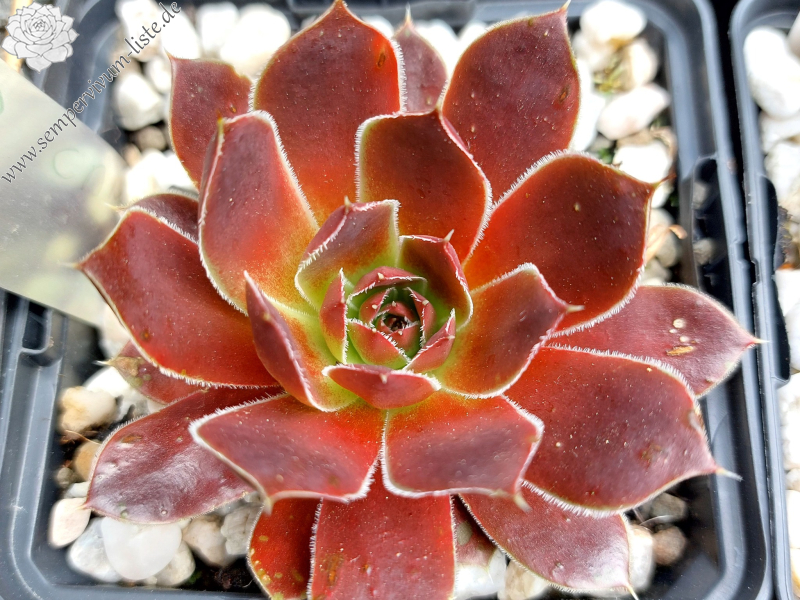 Campi Flegrie / Jovi