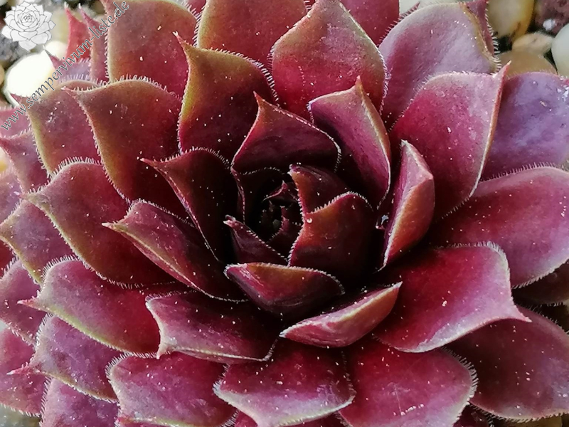 Huba