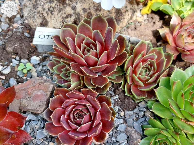 Lotus Julia