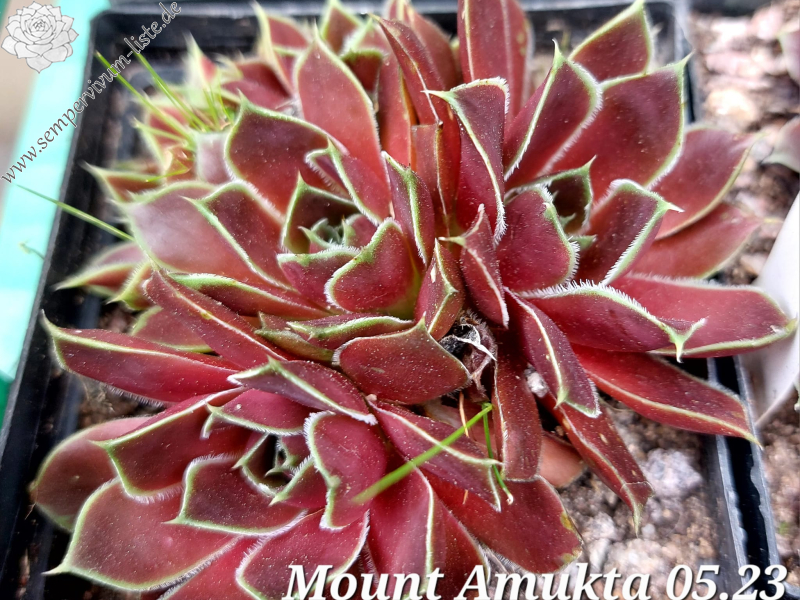 Mount Amukta / Jovi
