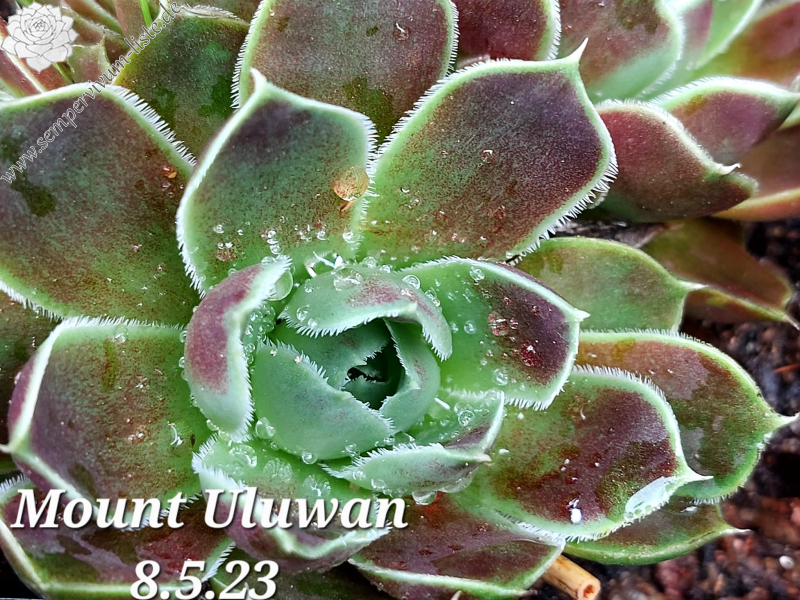 Mount Uluwan / Jovi