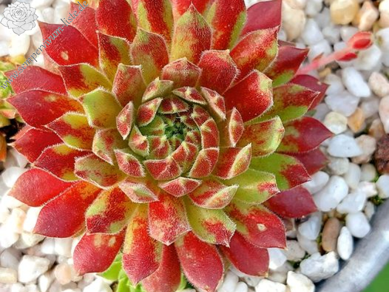 Painted Lady