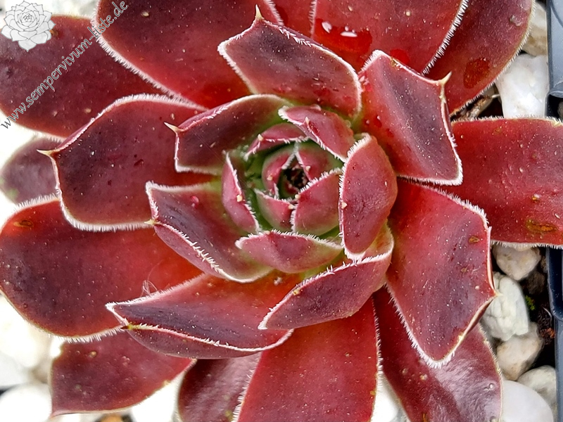 Campi Flegrie / Jovi