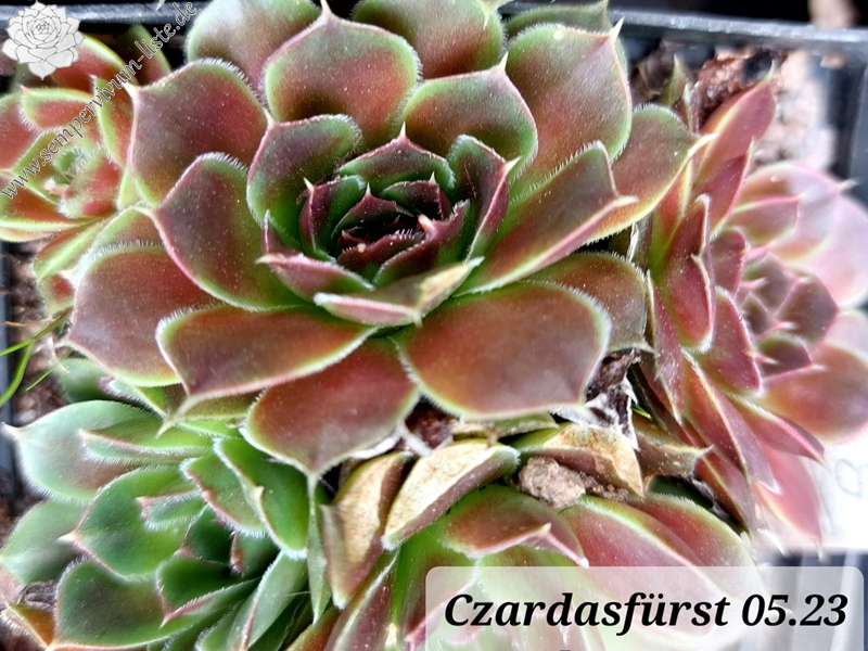 Czardasfürst / Jovi