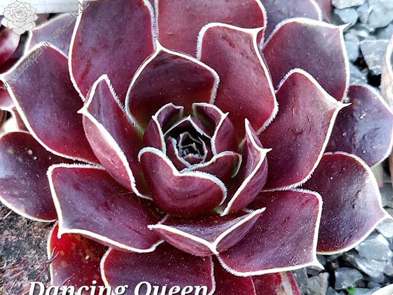 Dancing Queen / Jovi