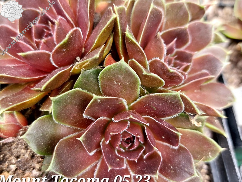 Mount Tacoma / Jovi