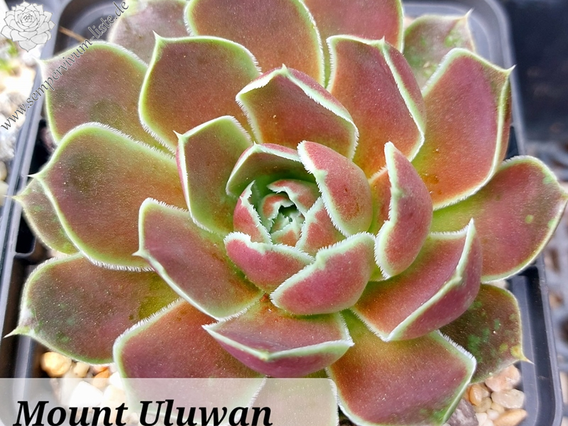 Mount Uluwan / Jovi