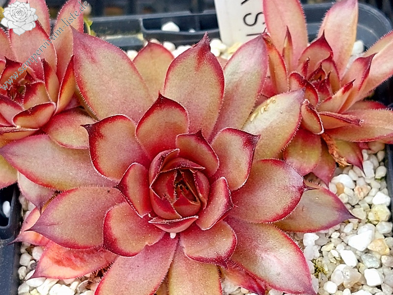 Pink Star