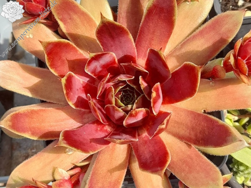 Jannik's Wundertüte