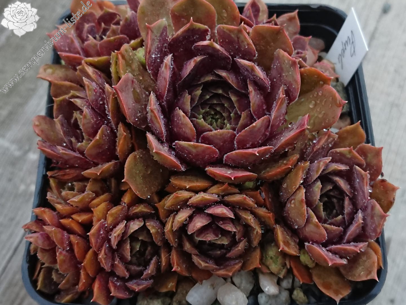 Purple King