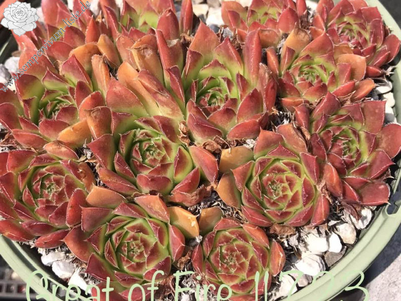 Great of Fire / Jovi