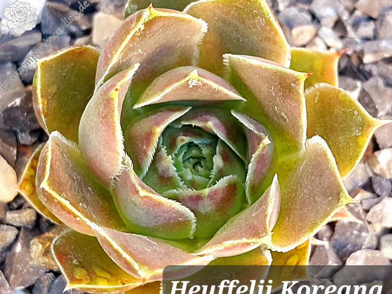 Koreana / Jovi