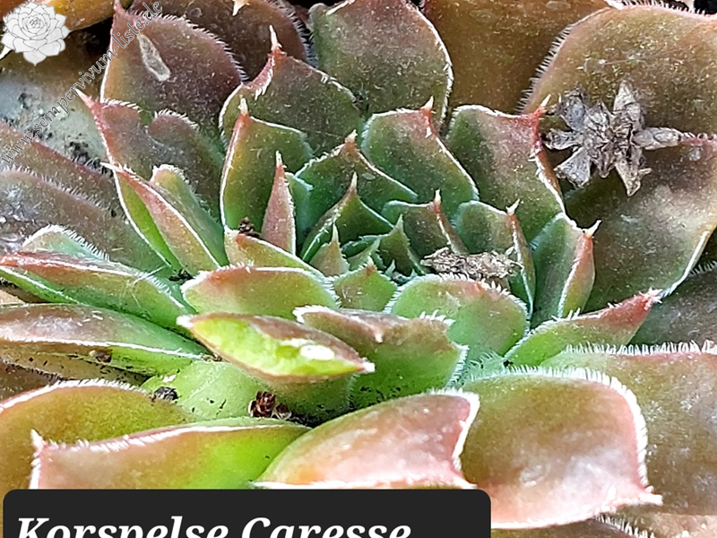 Korspelse Caresse
