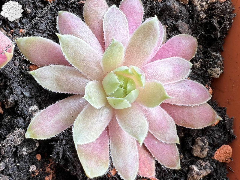 Margarita