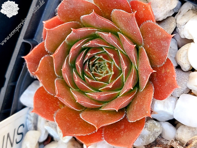 St Elias Mountains / Jovi 