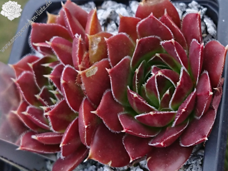 Queenie II