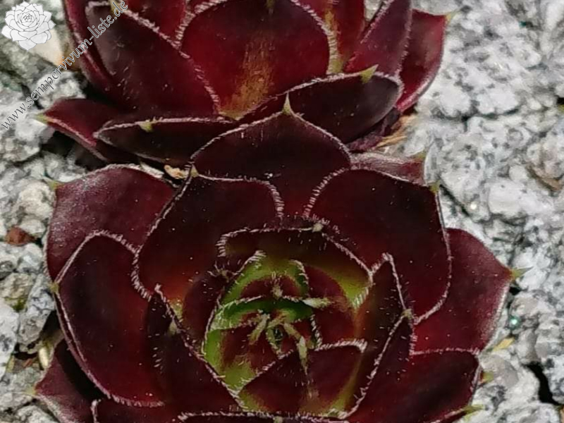 Queenie II