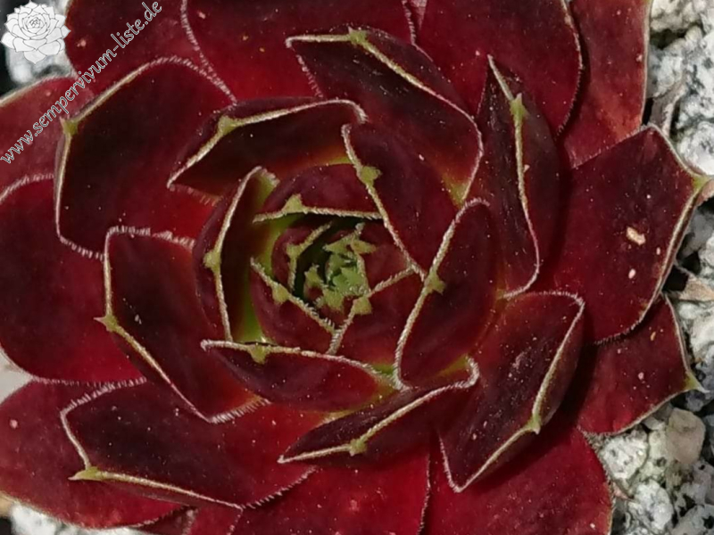 Quelina
