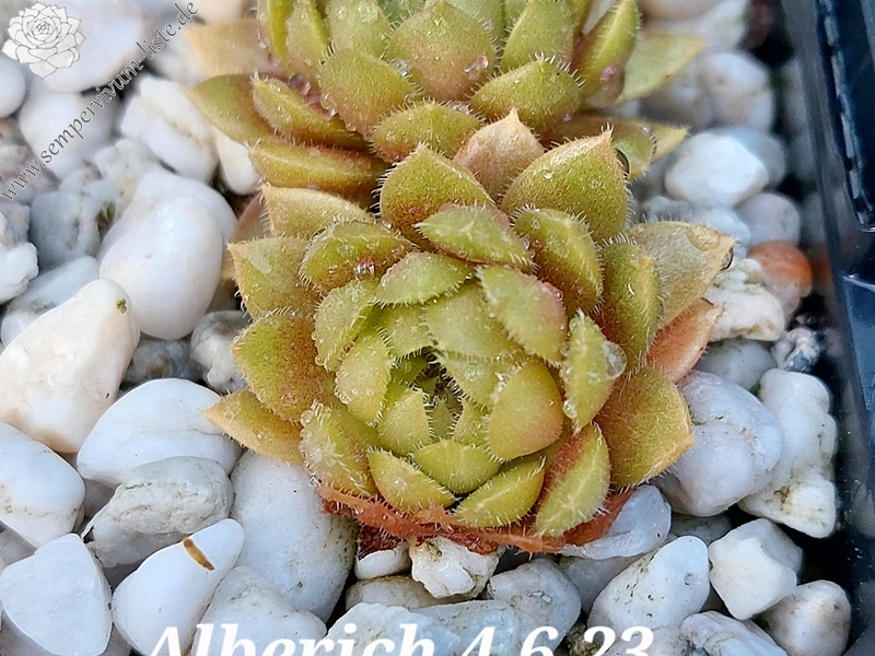 Alberich