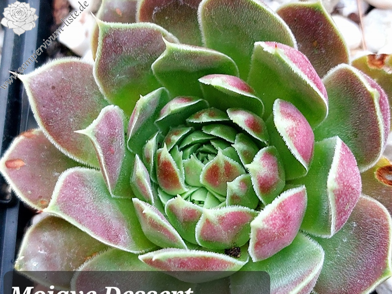 Mojave Desert / Jovi