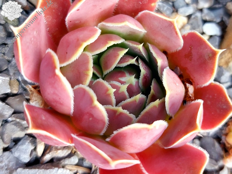 Queen of Sheba / Jovi