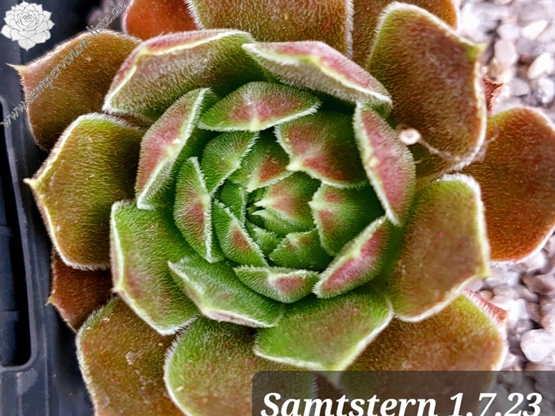 Samtstern / Jovi