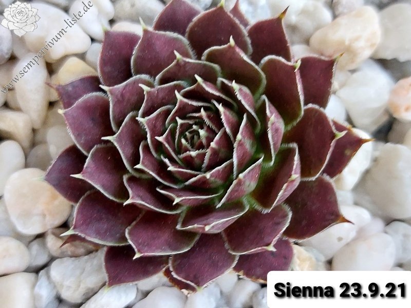 Sienna / Jovi