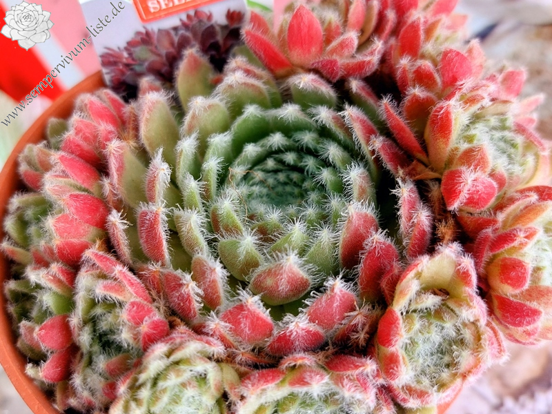 Viridescens (NG)