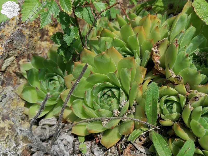 wulfenii from Riegersburg