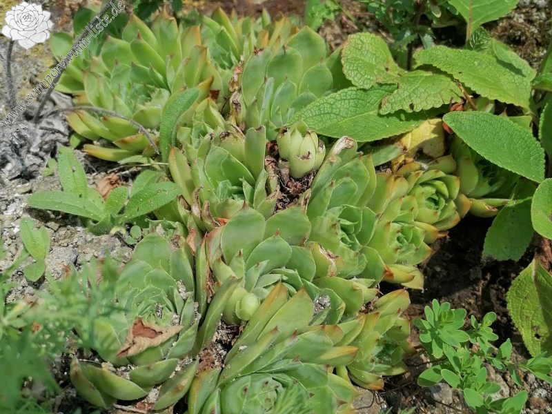 wulfenii from Riegersburg