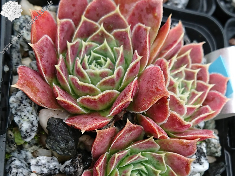 Alice du Pont / Jovi