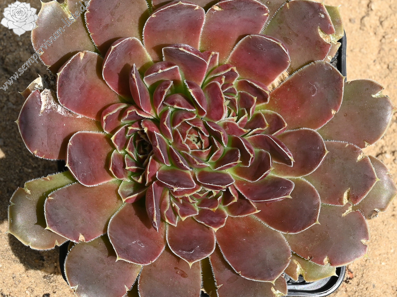 Aristobule / Jovi